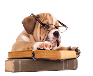 dog-reading-book