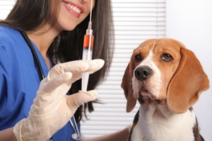 Dog Vaccination