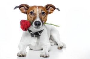 Greenpark Kennels Boarding for dogs